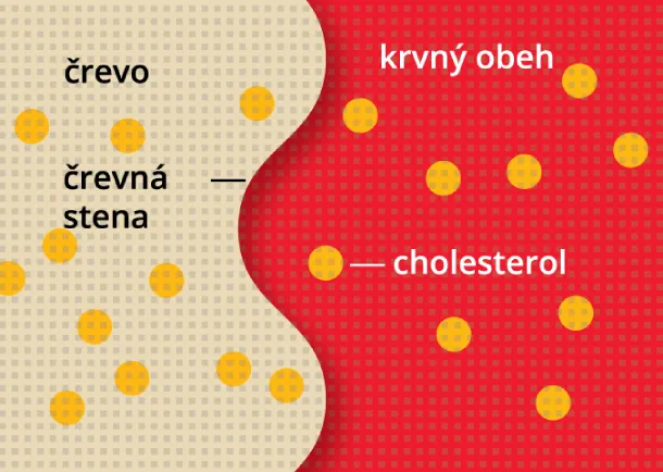 Schéma znázorňující obvyklé vstřebávání cholesterolu ze stravy střevní stěnou do krevního oběhu