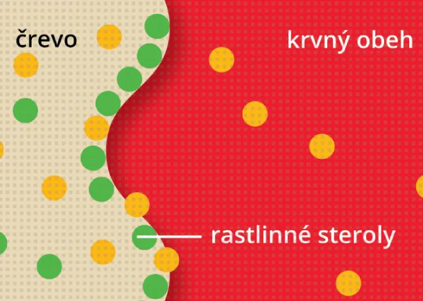 Schéma ukazující, jak doplněk stravy CholestControl snižuje vstřebávání cholesterolu díky rostlinným sterolům